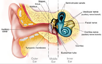 Otology and neuro-otology